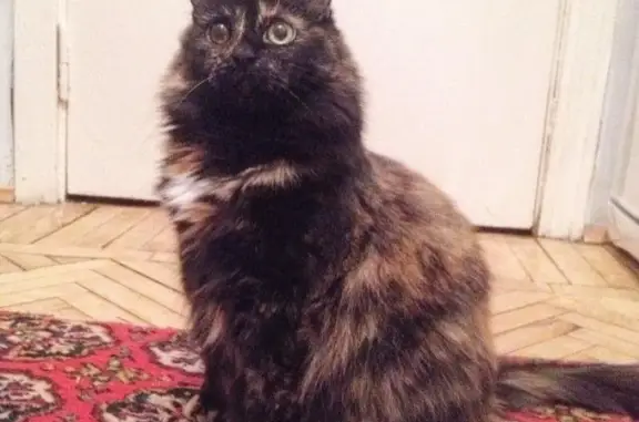 Кошки потеряшки, Костанай, фото: Потеряшка кошка Ася, район Нижний парк, Павловское шоссе 14