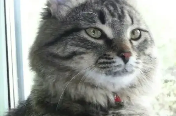 Пропала кошка на ул.50 лет Октября - Льва Толстого -Парковая!