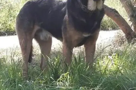 Найдена собака в Екатеринбурге, возможно потеряшка с ошейником