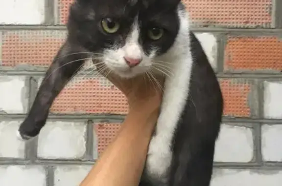 Найдена кошка на даче в Самаре