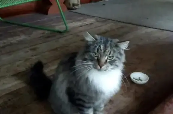 Найден кот в п. Сосново ЛО, Иваново
