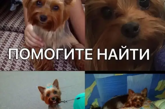Пропала собака Йорк по ул. 30 лет Победы в Балаково