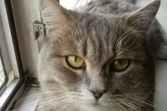 Пропал кот Морис в поселке Энергетик, Братск