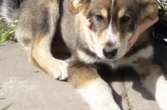 Собаки потеряшки, Приладожское, фото: Потеряшкаи две собаки в деревне Назия 2, Ленинградская область