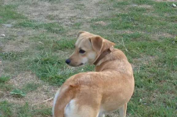 Найдена собака в Старосемейкино, Самарская область