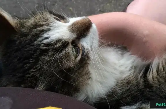 Найден крупный кот на улице Максима Горького (Н.Новгород)