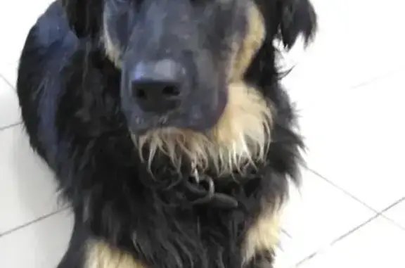 Найдена собака в Калининском районе, ищем хозяина