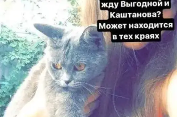 Пропала кошка в Усть-Лабинске на Пионерской улице