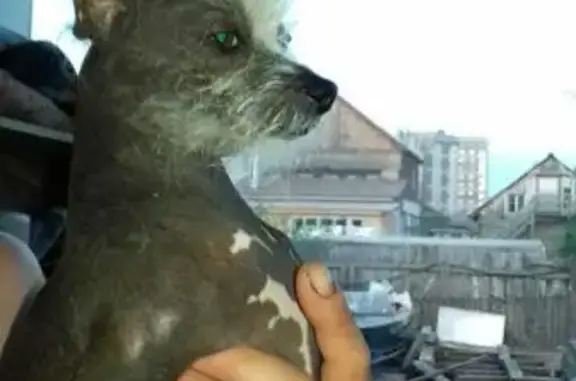 Пропала собака на улице Гоголя, Якутск - помогите найти!
