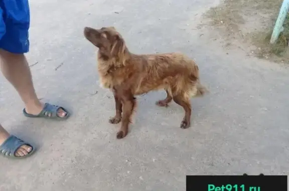 Найдена добрая собака в поселке Воронино