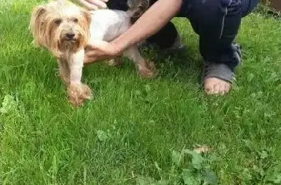 Пропала собака в Чехове, Офицерский посёлок - ищем Йоркширского терьера!