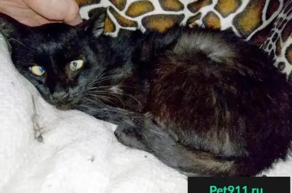Пропал чёрный кот с Южнобутовской, 107, нужна помощь!