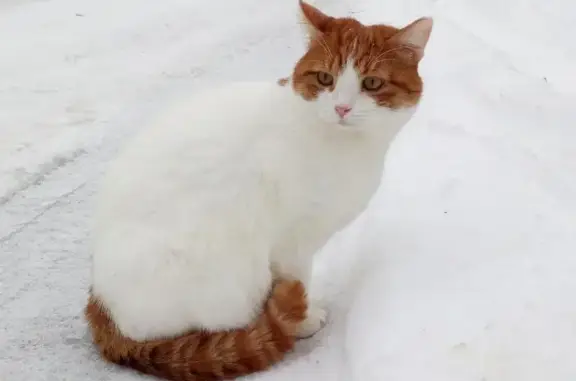 Пропала кошка в поселке Шишкин Лес, Москва
