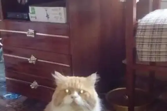 Найден персидский кот в СНТ Мысы