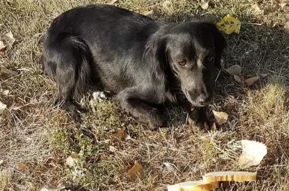 Найден хромой пёсик в Краснодаре на ул. Ивана Рослого
