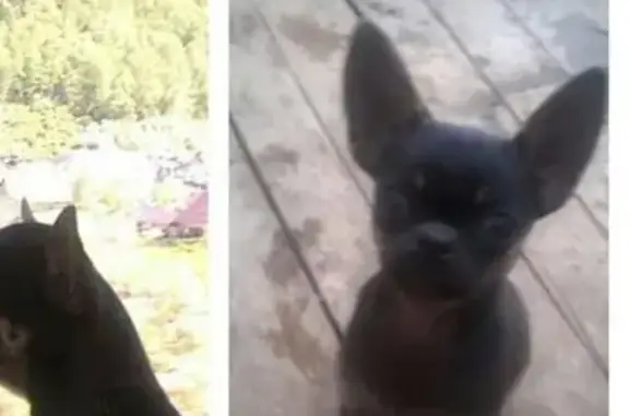 Пропала собака Путин в Листвянке, Иркутская область