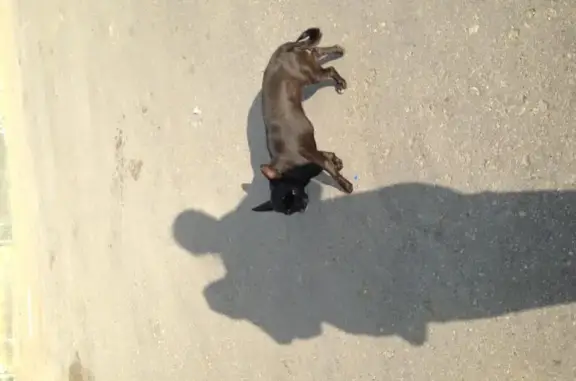 Найден чёрный пёсик в ЖК Седьмое Небо, Нижний Новгород