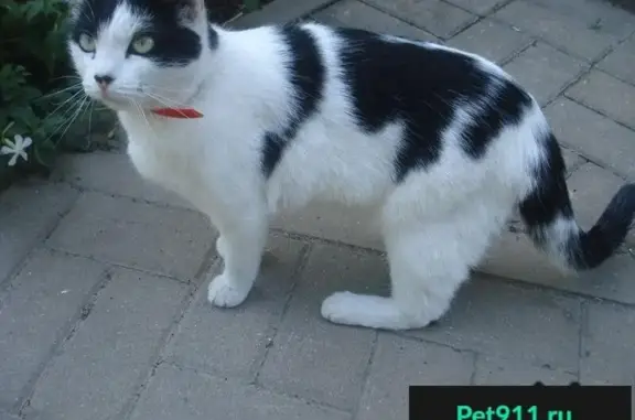 Найдена кошка на ул. Губкина, 44В!