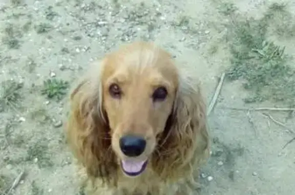 Собака найдена в Кисловодске, на садовых участках За Рулём.