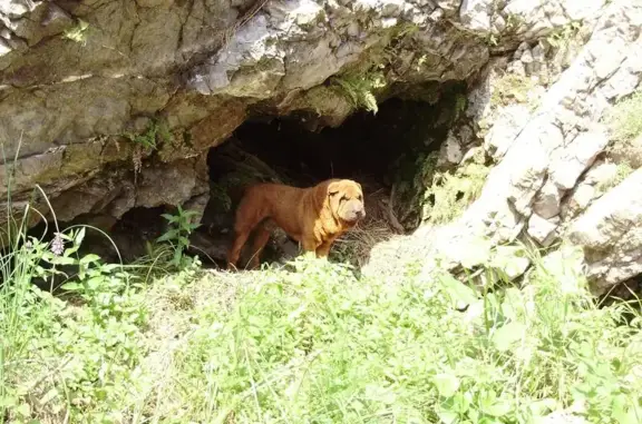 Найдена коричневая собака в пещере на Ямном, Свердловская область