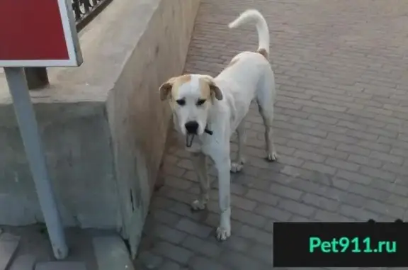 Найдена собака в Сормово, хозяин ищется