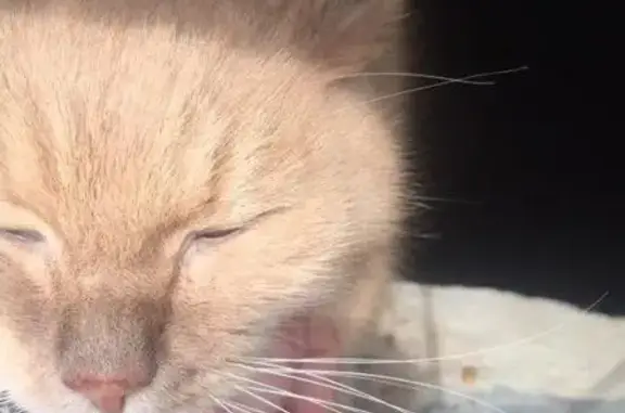 Найдена домашняя кошка на улице Владимирская, 6