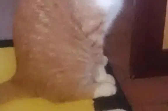 Кошки потеряшки, Сертолово, фото: Потеряшка рыжая кошка в Сертолово, Всеволожский р-н, Лен. обл.