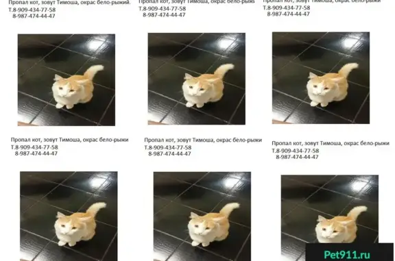 Собаки потеряшки, Загородный, фото: Потеряшка собака и кот в Загородном, Башкортостан.