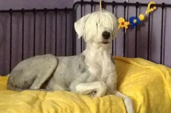 Пропала собака в Марьино, вознаграждение гарантировано
