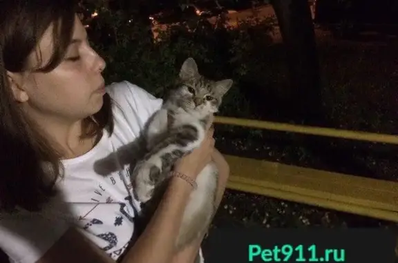 Кошка найдена в Пензе на ул. Карпинского, 44