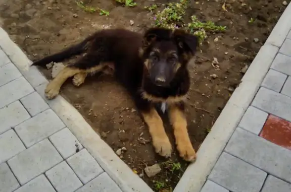 Собаки потеряшки, Заря, фото: Потеряшка собака в Гулькевичах, Краснодарский край