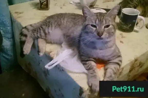 Кошки потеряшки, Кутлово, фото: Потеряшка кот в деревне Кутлово, Можайский район