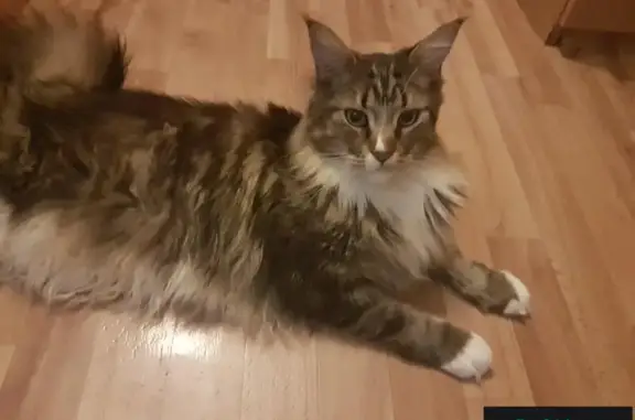 Пропала кошка на Стахановской 31, вознаграждение за находку