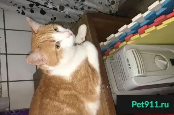 Пропала кошка Котофей в Лосино-Петровском мкр Прибрежный