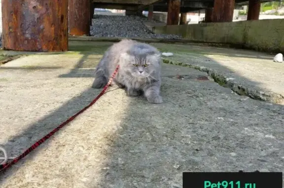 Кошки потеряшки, Пластунка, фото: Потеряшка кошка в Пластунке, цепочка на шее золотого цвета.