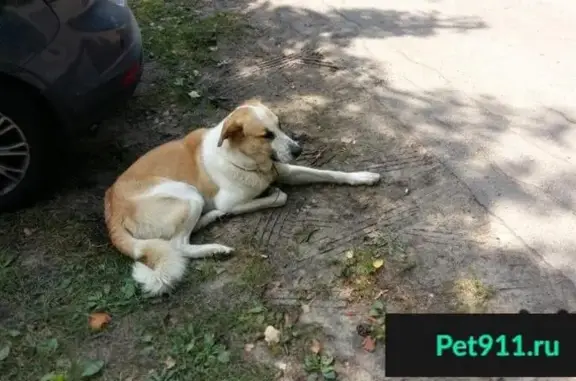Найдена собака Кабель в Балашихе, микрорайон Купавна.