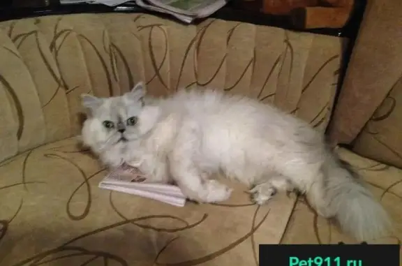 Пропала персидская кошка возле лицея № 16, Ставрополь