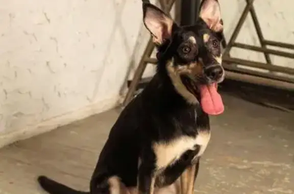 Пропала собака Вита в ЦАО Москвы, помогите найти!