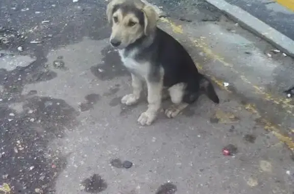 Собака на остановке Океан в Жуковском, МО.