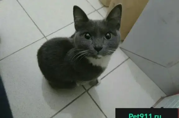 Найдена серая кошка на Новобульварной, Чита