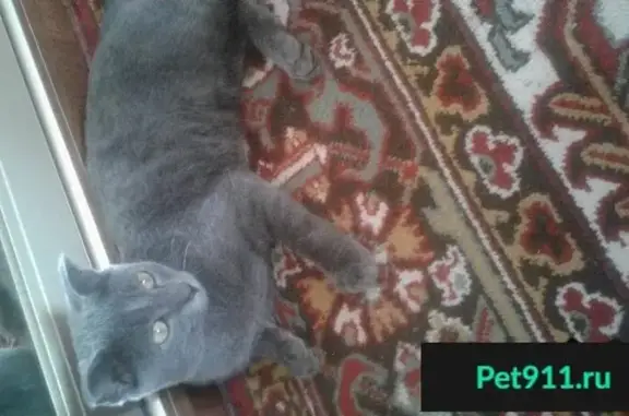 Найдена кошка в Тамбове (Летка)
