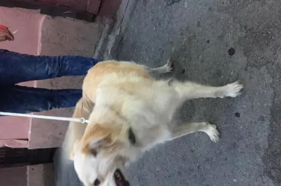 Пропала собака около ТЮЗа в Санкт-Петербурге