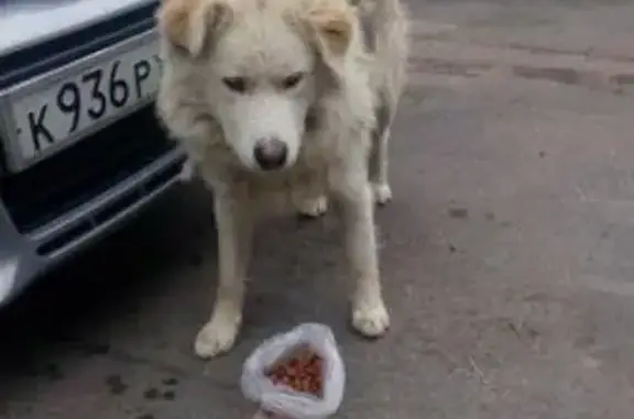 Найдена собака в Текстильщиках, Москва