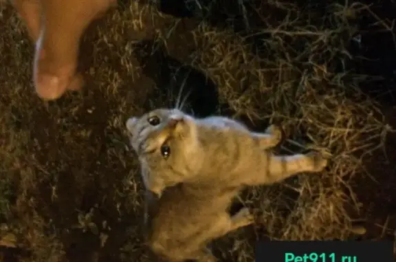 Найдена кошка на улице Мустая Карима, Уфа