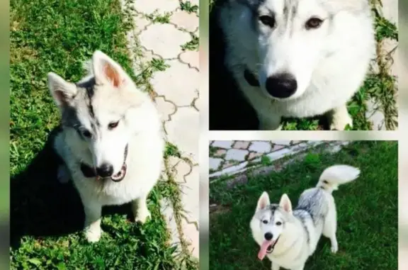 Собаки потеряшки, Чигири, фото: Потеряшка собака в Чигирях, породы хаска, кличка 