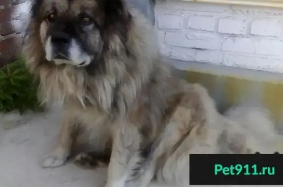 Найдена добрая собака на промплощадке в Ангарске