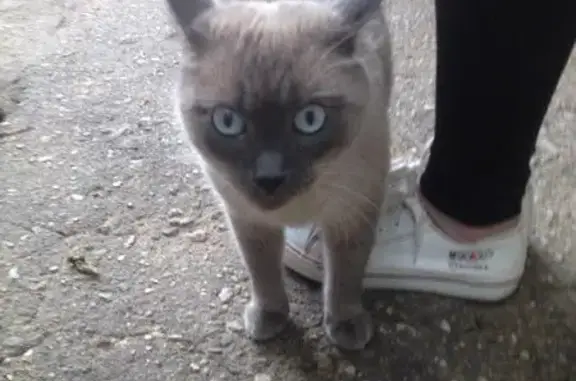 Найден домашний кот в Московской области