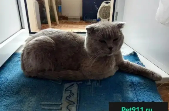 Найден кот в Калуге на ул. Рылеева, серо-золотого окраса.