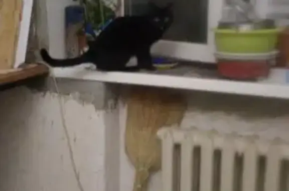 Пропала кошка в Москве на Филёвской линии