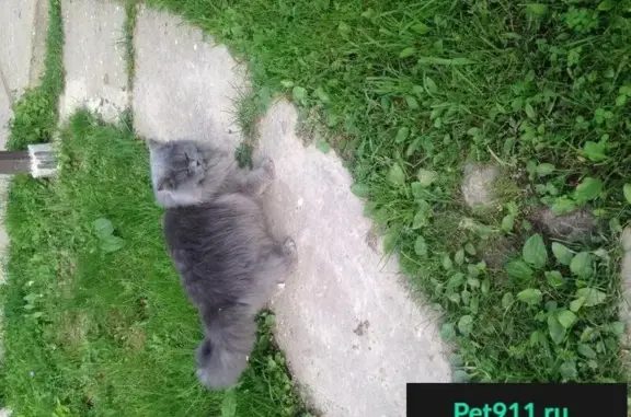 Пропал кот Миша окрас серый дымка в Солнечногорске